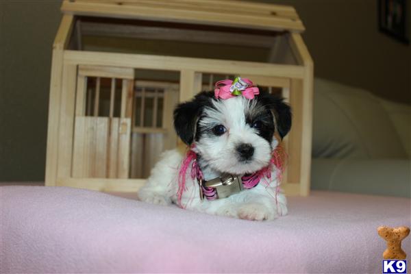 Stud Dogs - Yorkshire Terrier